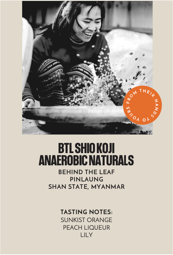 BTL Shio Koji Anaerobic Naturals | Filter